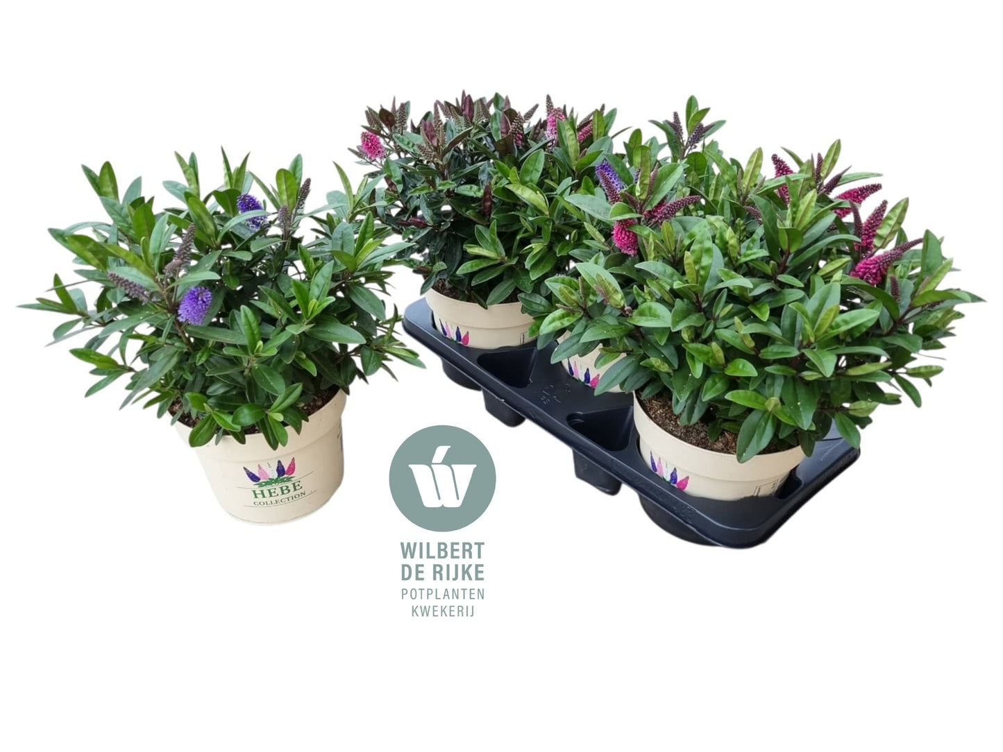Hebe Queen mix 40cm 19cm Pot