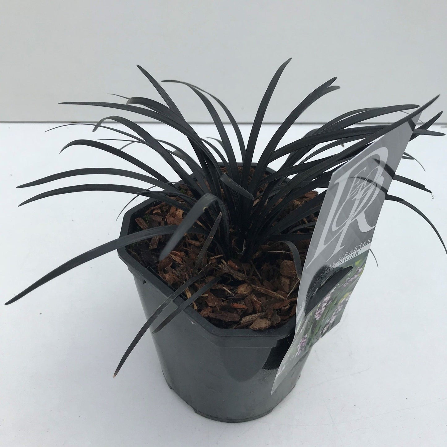 Ophiopogon plan. Nigrescens 20cm 17cm Pot