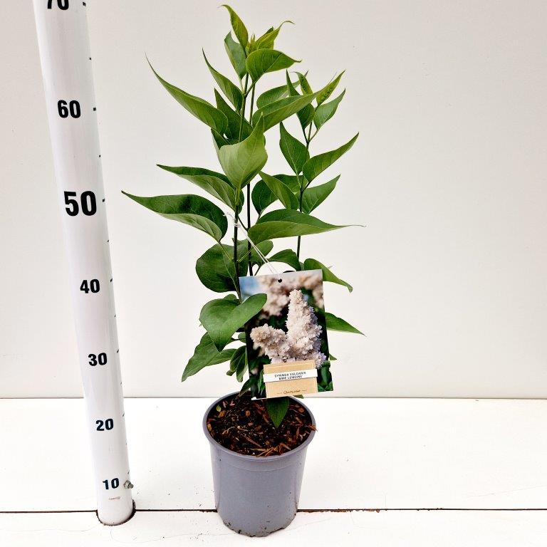 Syringa vul. Mme Lemoine 35cm 17cm Pot
