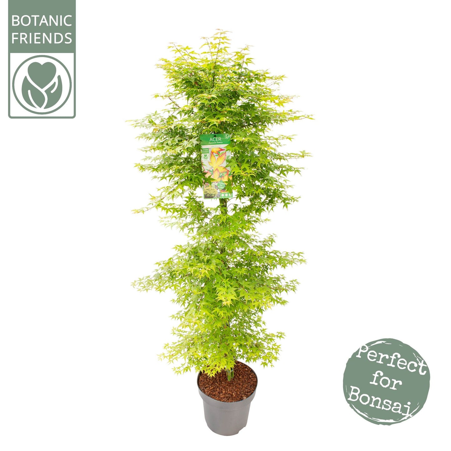 Acer Little Princess 175cm 30cm Pot