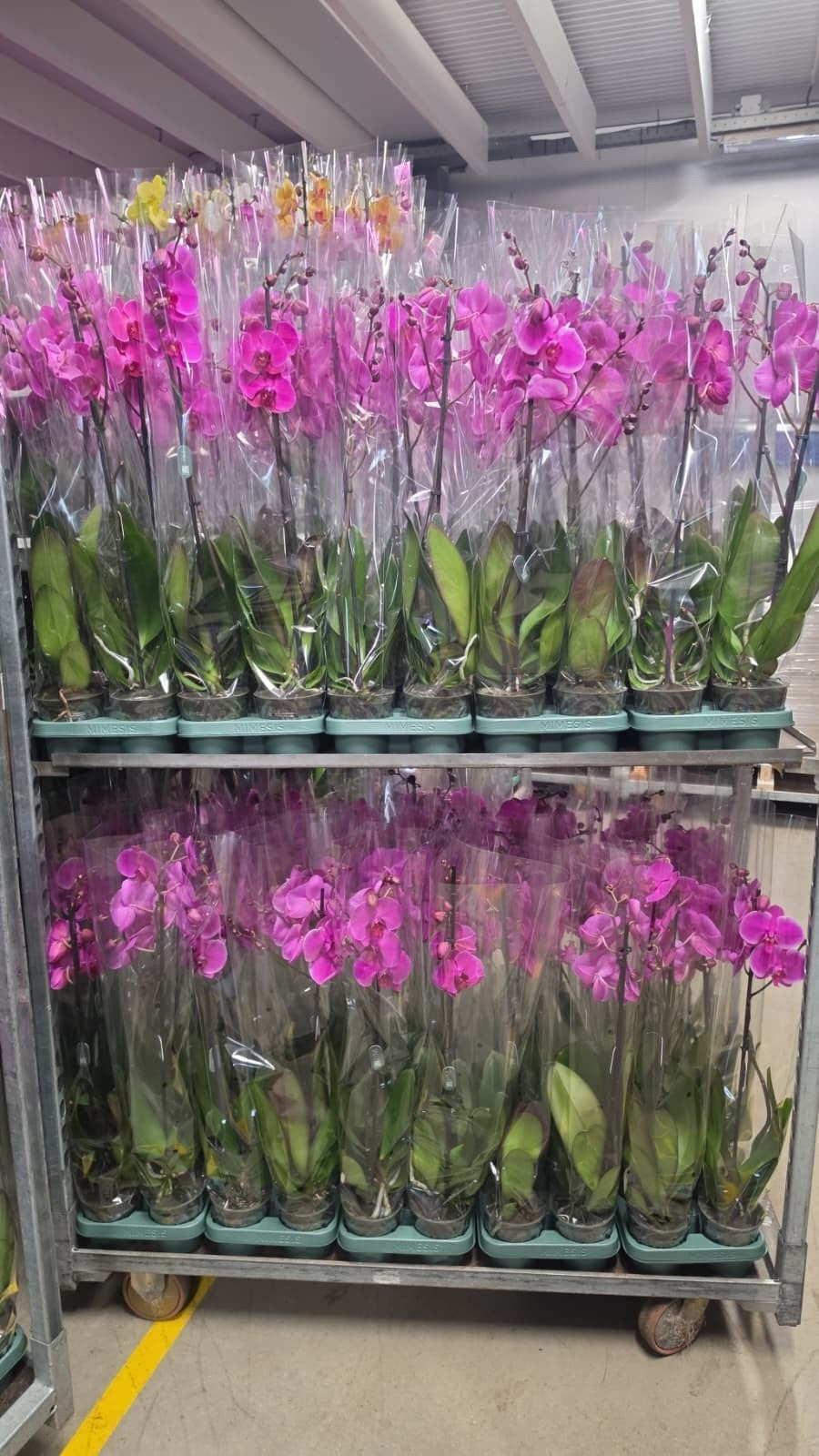 Phalaenopsis purple 80cm 12cm Pot