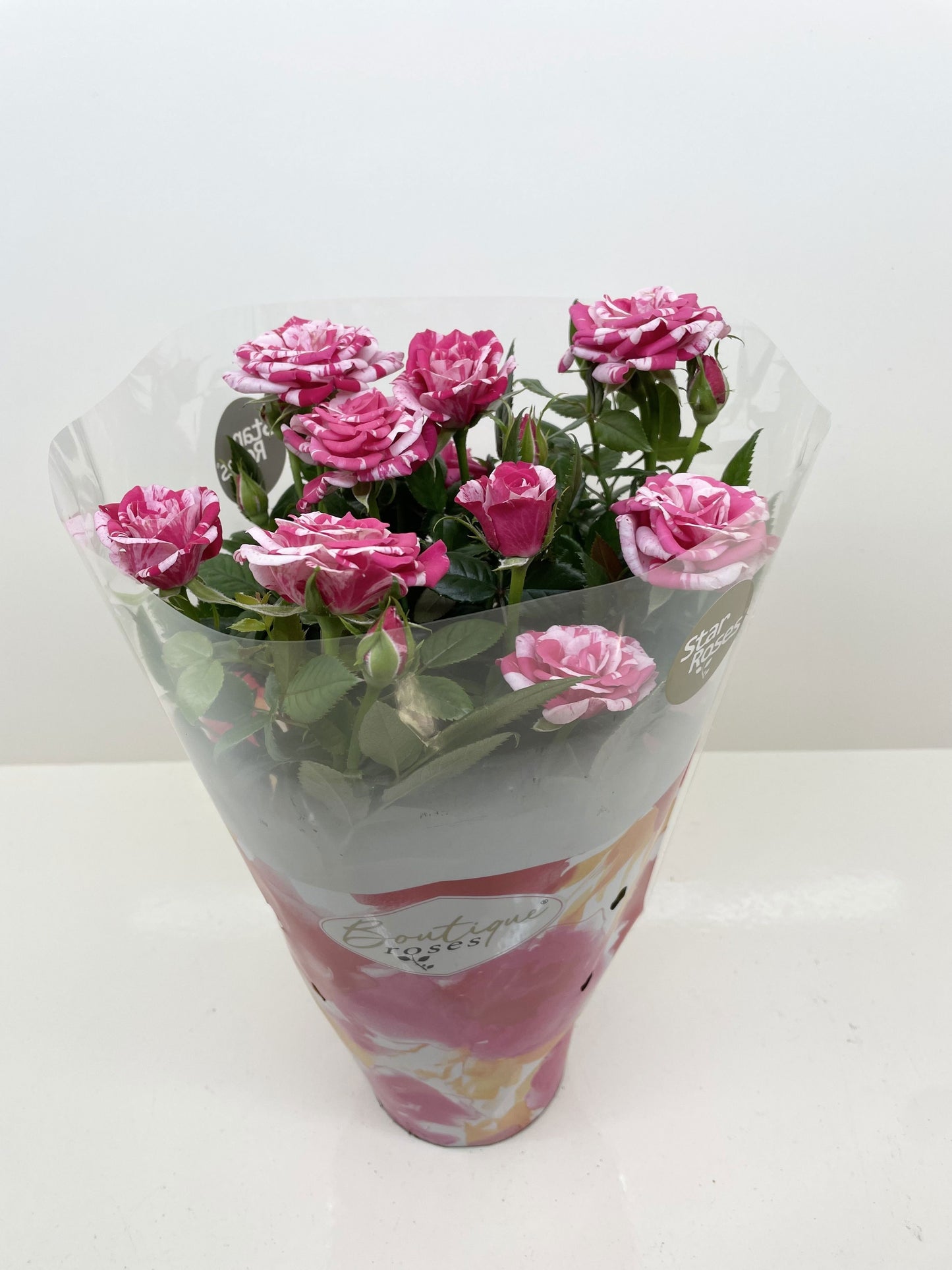 Rosa Tunesie Twin Colour Star 30cm 14cm Pot