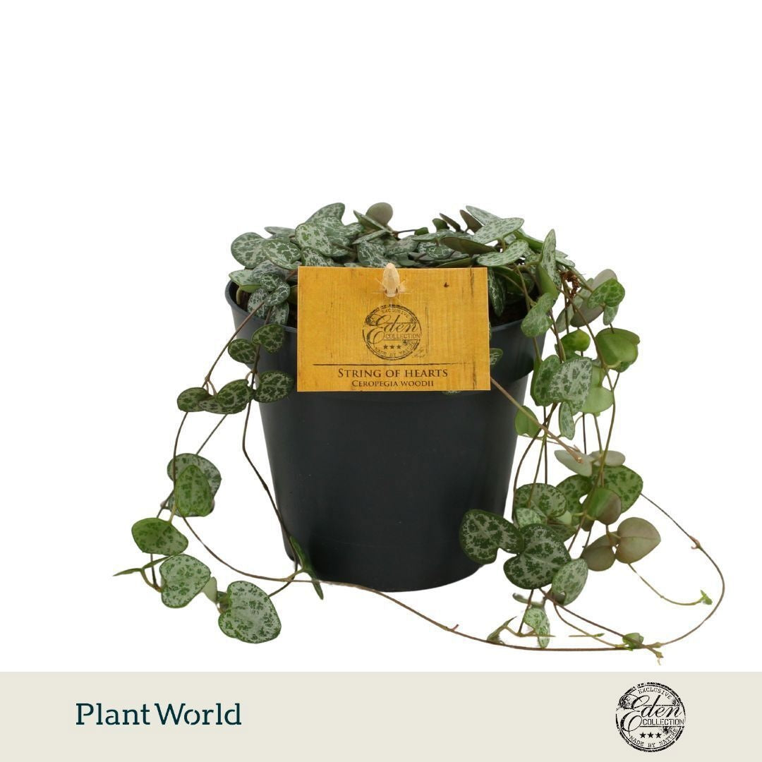 Plantworld Smit Kwekerij Ceropegia woodii Pack of 6