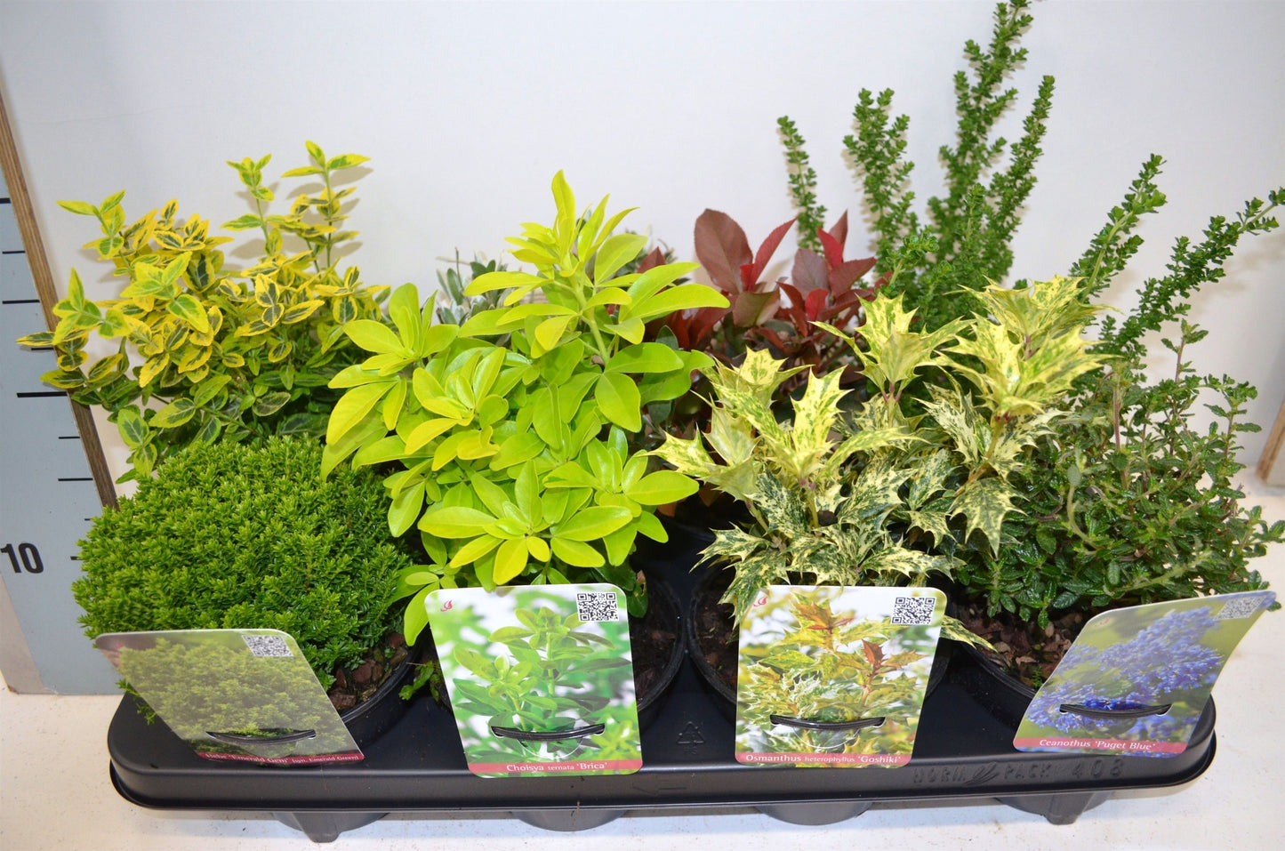 Shrubs mix 25cm 13cm Pot