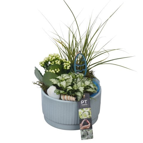 PTSUT8945 Arrangementen kamerplanten 26cm 16cm Pot