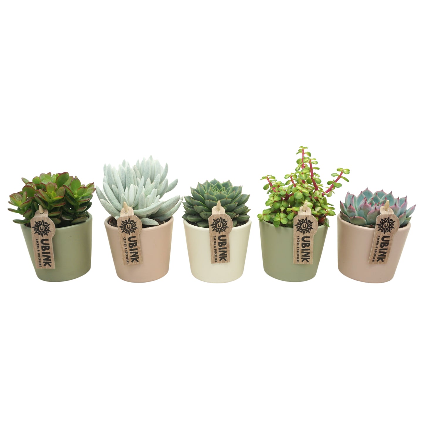 Succulenten mix (+ drp.ceramic) 14cm Special Pot (508)