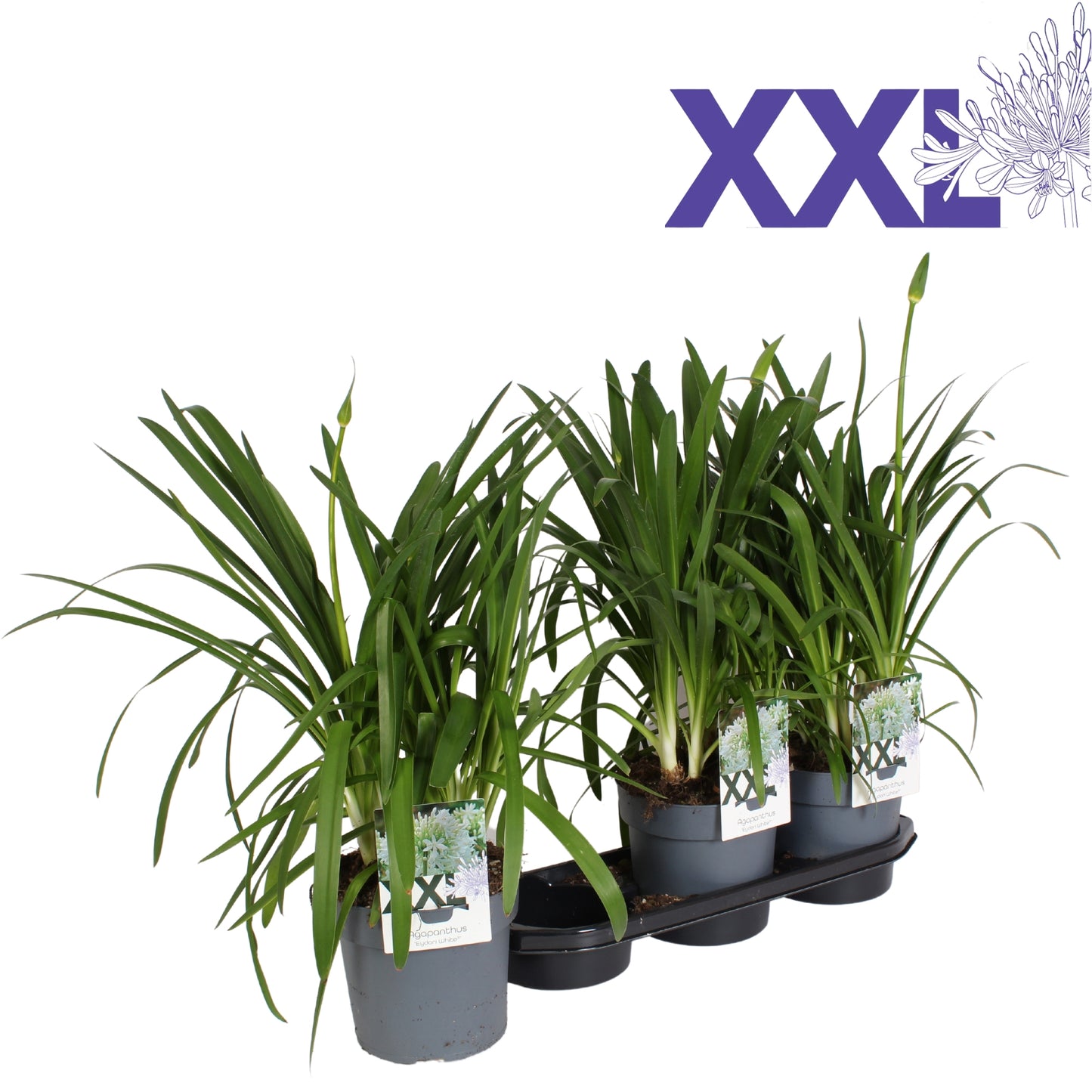 Agapanthus Eydori White 70cm 19cm Pot