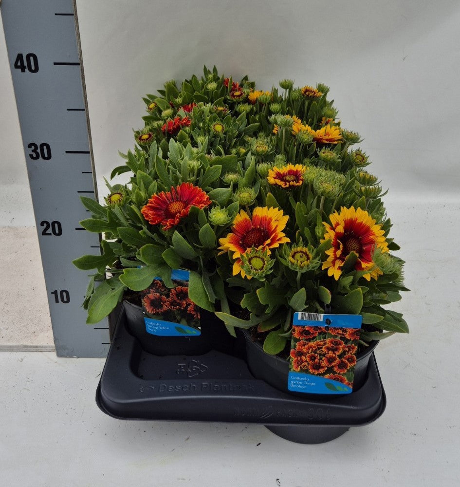 Gaillardia ar. Spintop mix 35cm 17cm Pot