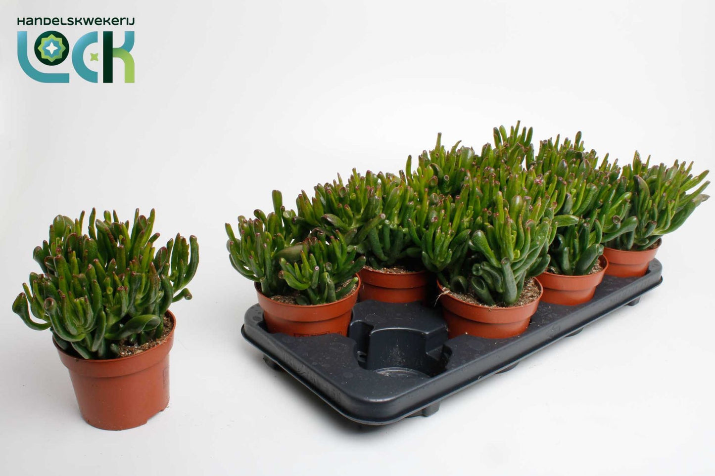 Crassula Horn Tree 25cm 12cm Pot