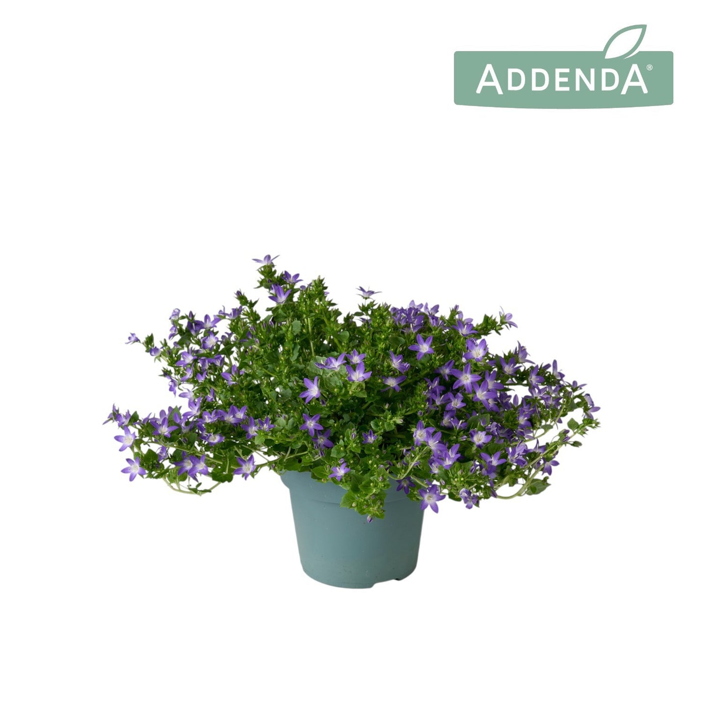 Campanula Adansa purple 22cm 14cm Pot