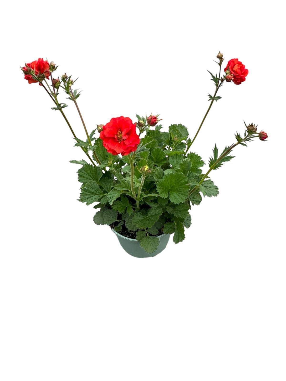 Geum chi. Fiery Tempest 40cm 19cm Pot