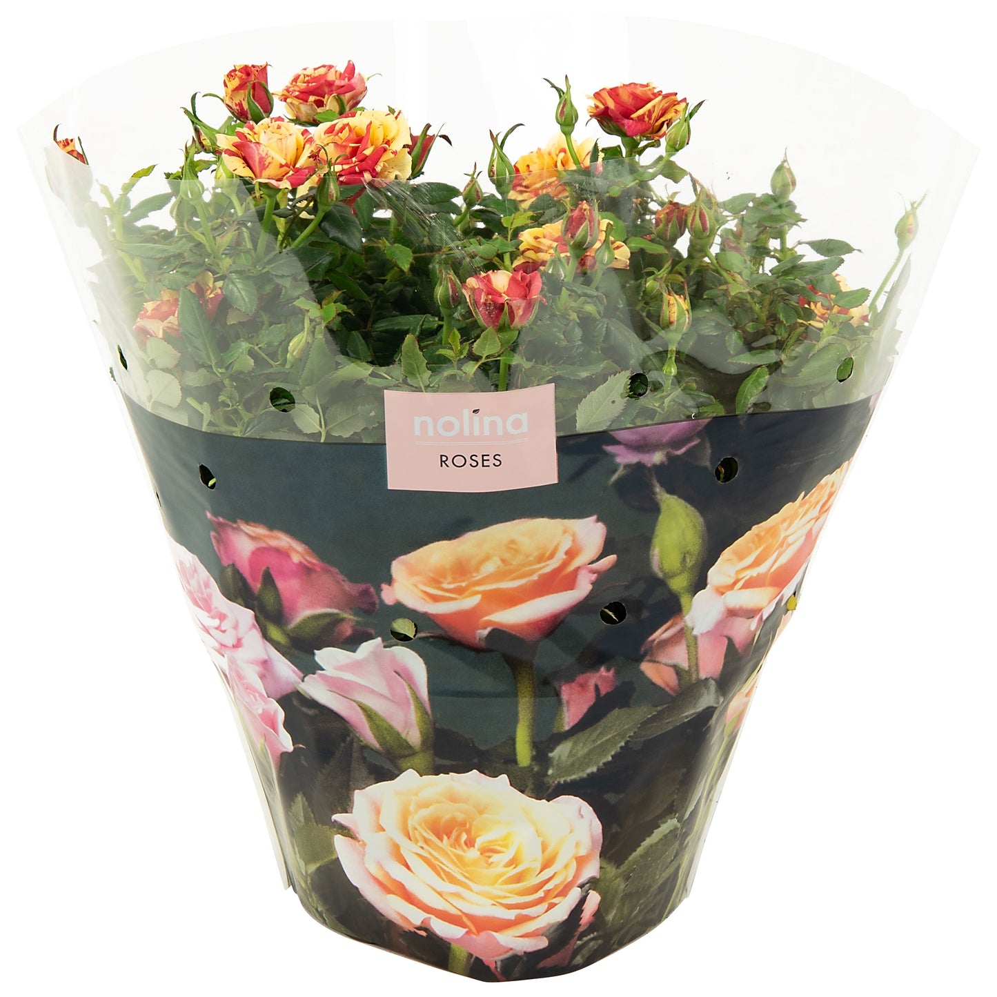 Rosa Liss 32cm 23cm Pot