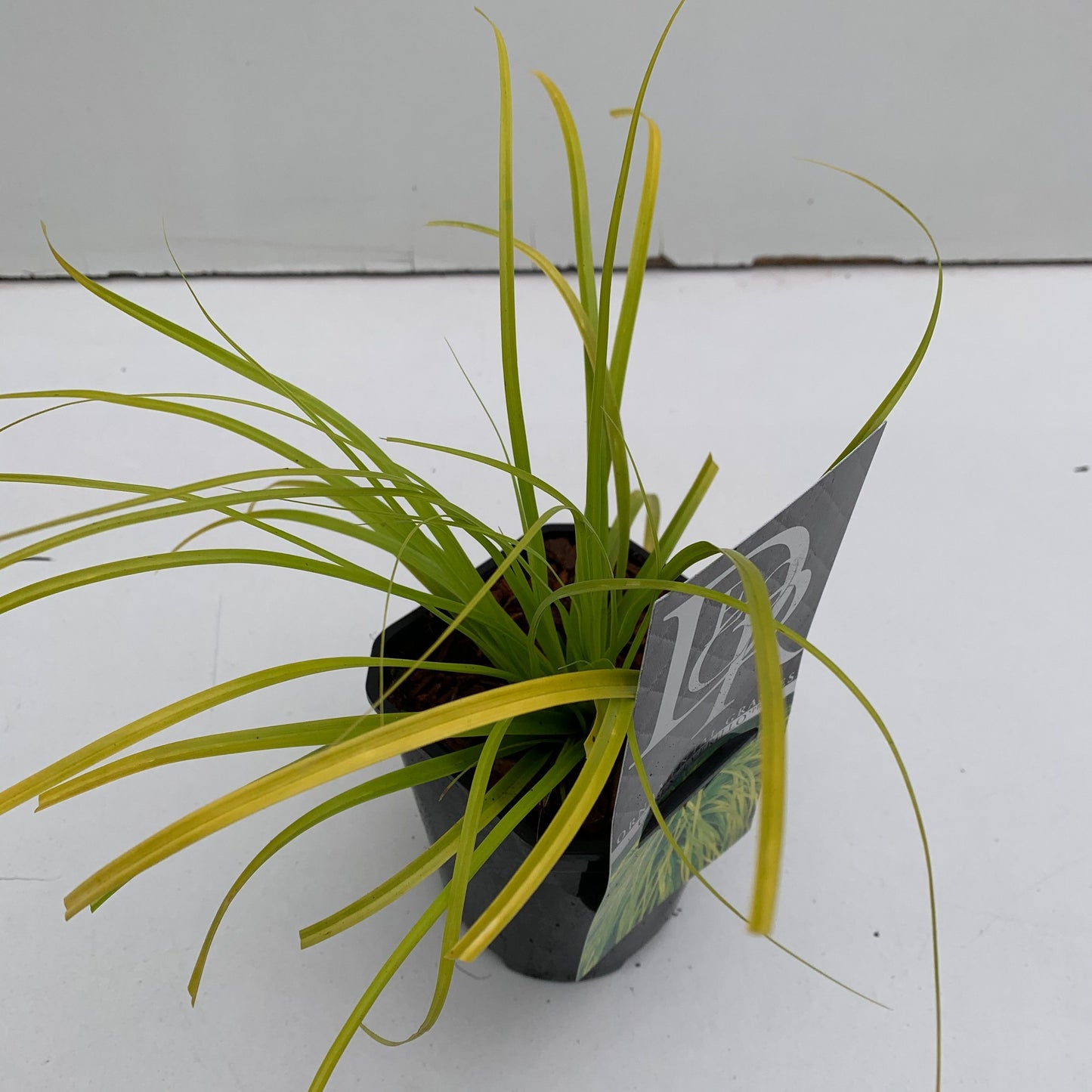 Carex osh. Evercolor Everillo 25cm 13cm Pot