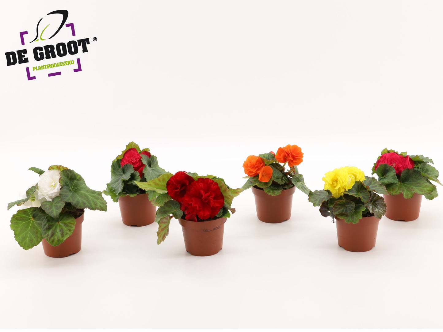 Begonia tuberosa mix (Begonia Nonstop) 15cm 12cm Pot
