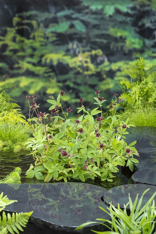 Potentilla Palustris 18cm 30cm 18cm Pot