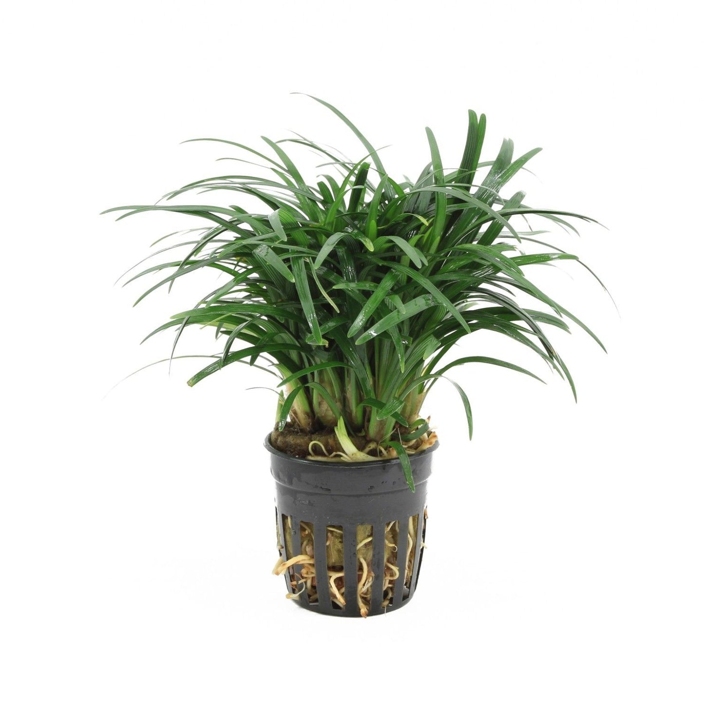 Ophiopogon japonica pussilus 10cm 5cm Pot