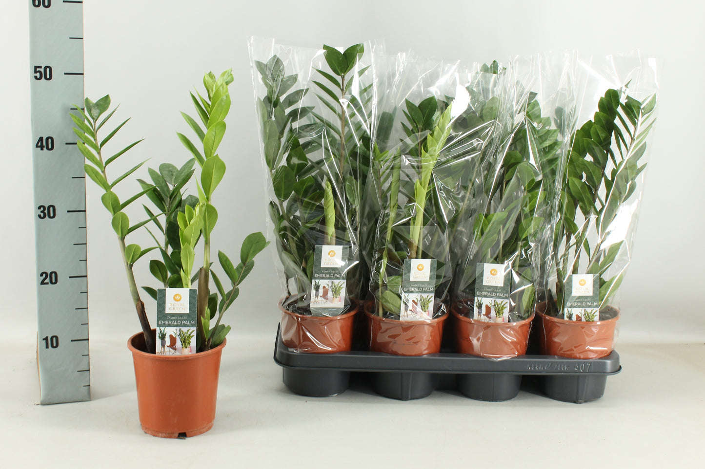 Zamioculcas zamiifolia 50cm 14cm Pot