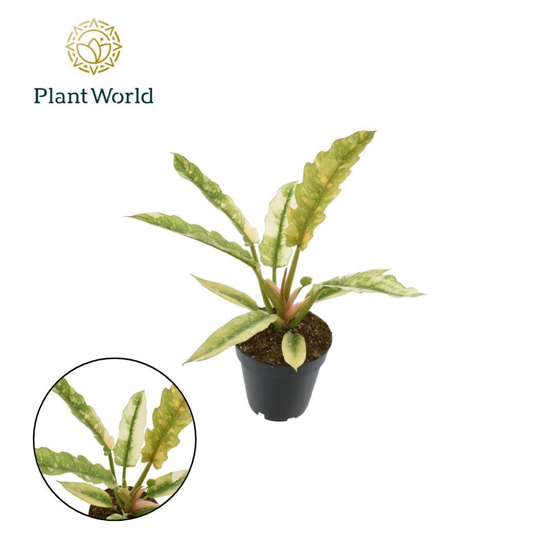 Philodendron Ring of Fire 35cm 12cm Pot