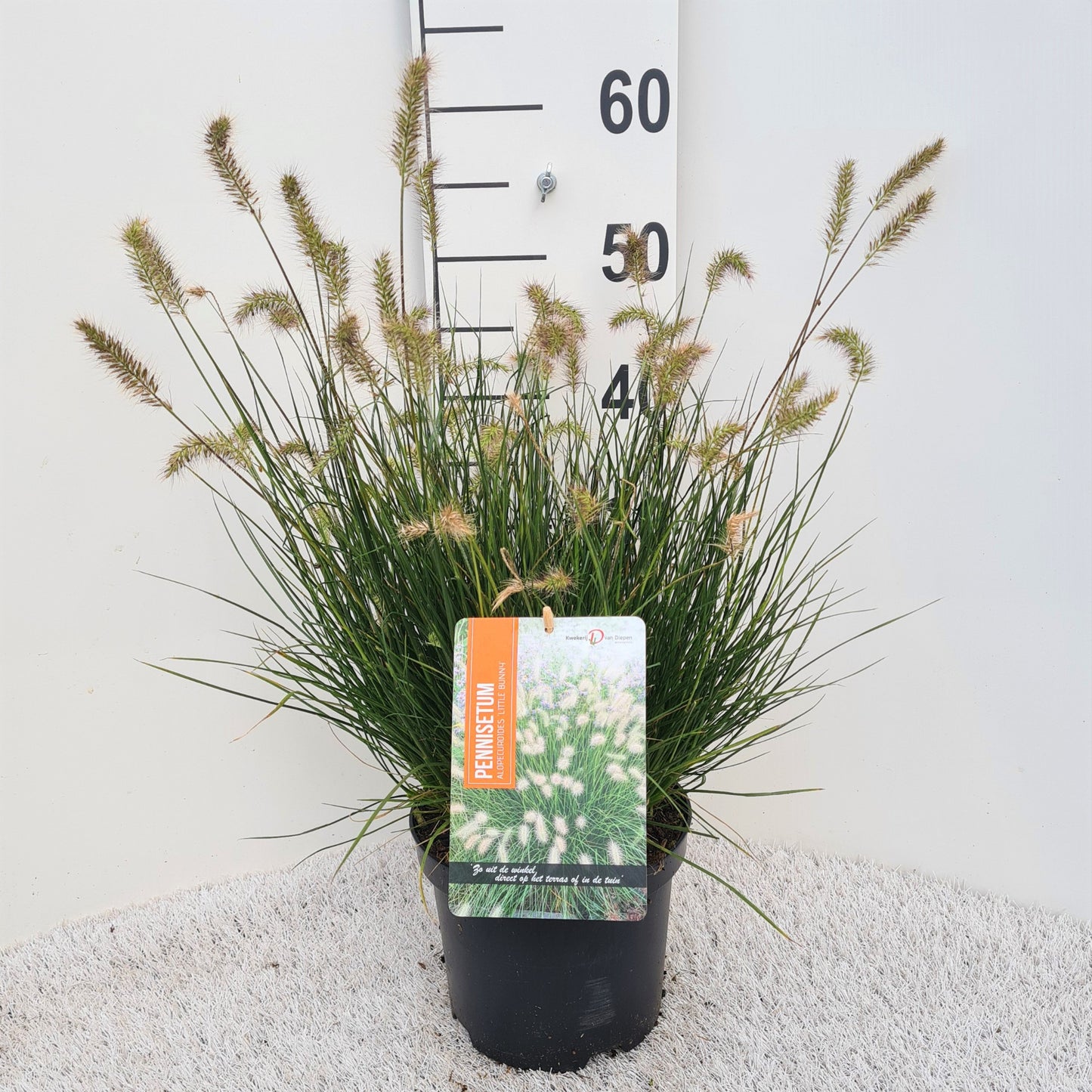Pennisetum alo. Little Bunny 25cm 19cm Pot