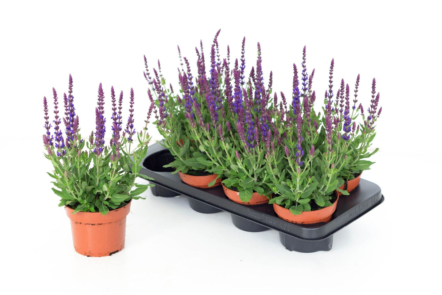 Salvia nemorosa 27cm 13cm Pot