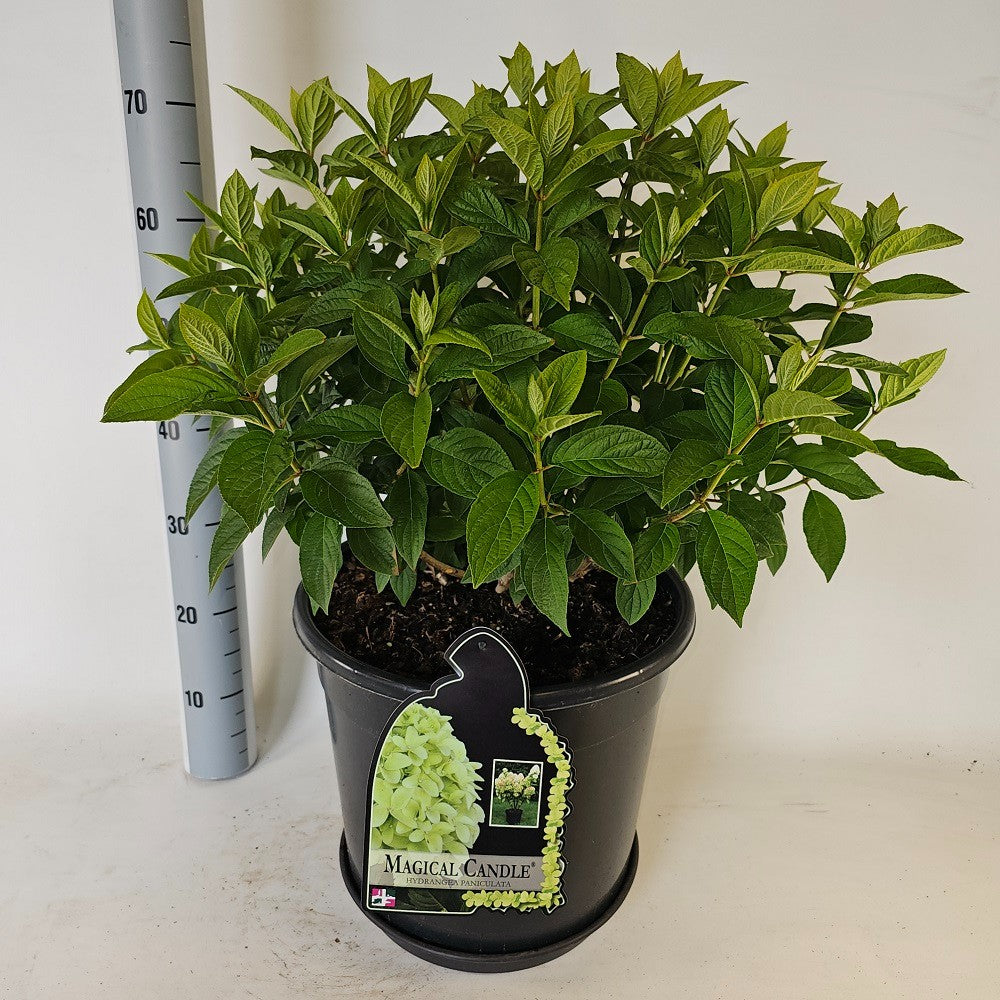 Hydrangea paniculata 80cm 38cm Pot