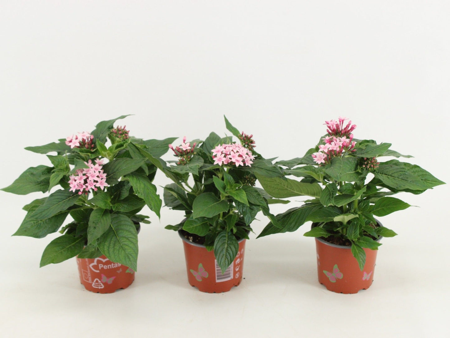 Pentas Graffiti Lavender 30cm 12cm Pot