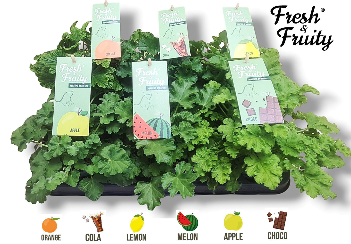 Pel. Fresh&Fruity mix 20cm 12cm Pot