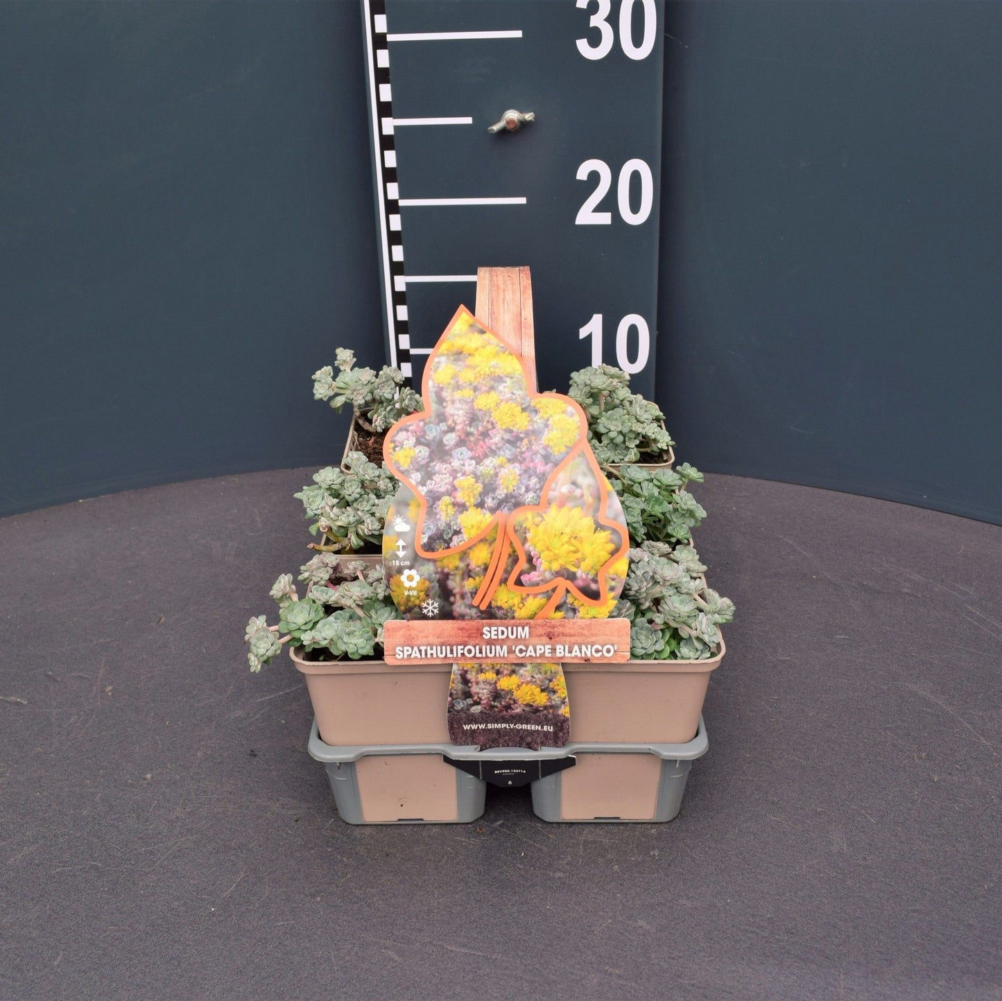 Sedum Cape Blanco 5cm 9cm Pot