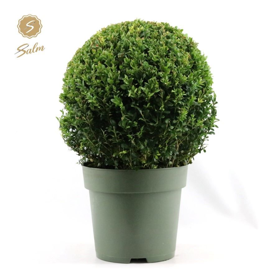 Buxus sempervirens ball 48cm 27cm Pot