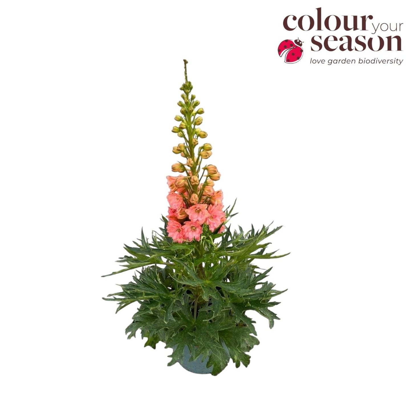 Delphinium 'Red Lark' 55cm 19cm Pot