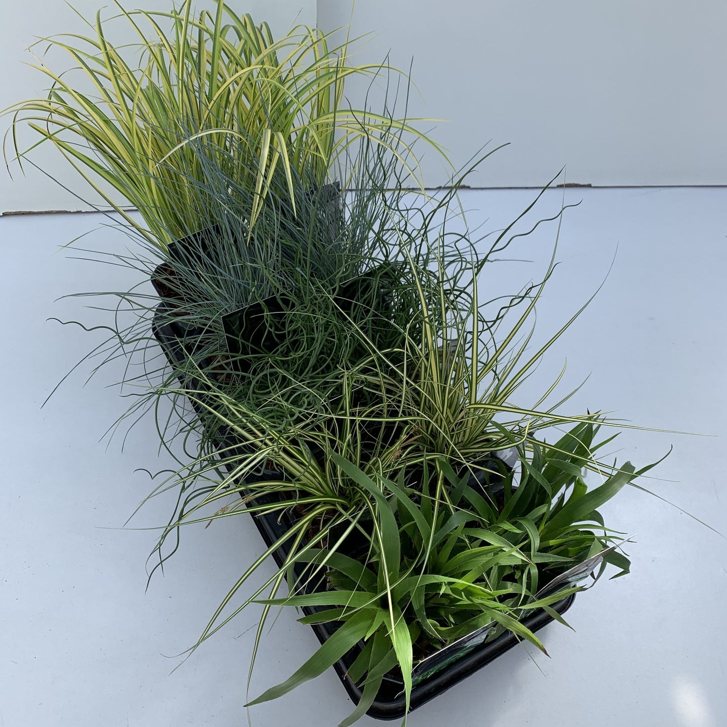 Miscanthus sinensis 25cm 13cm Pot