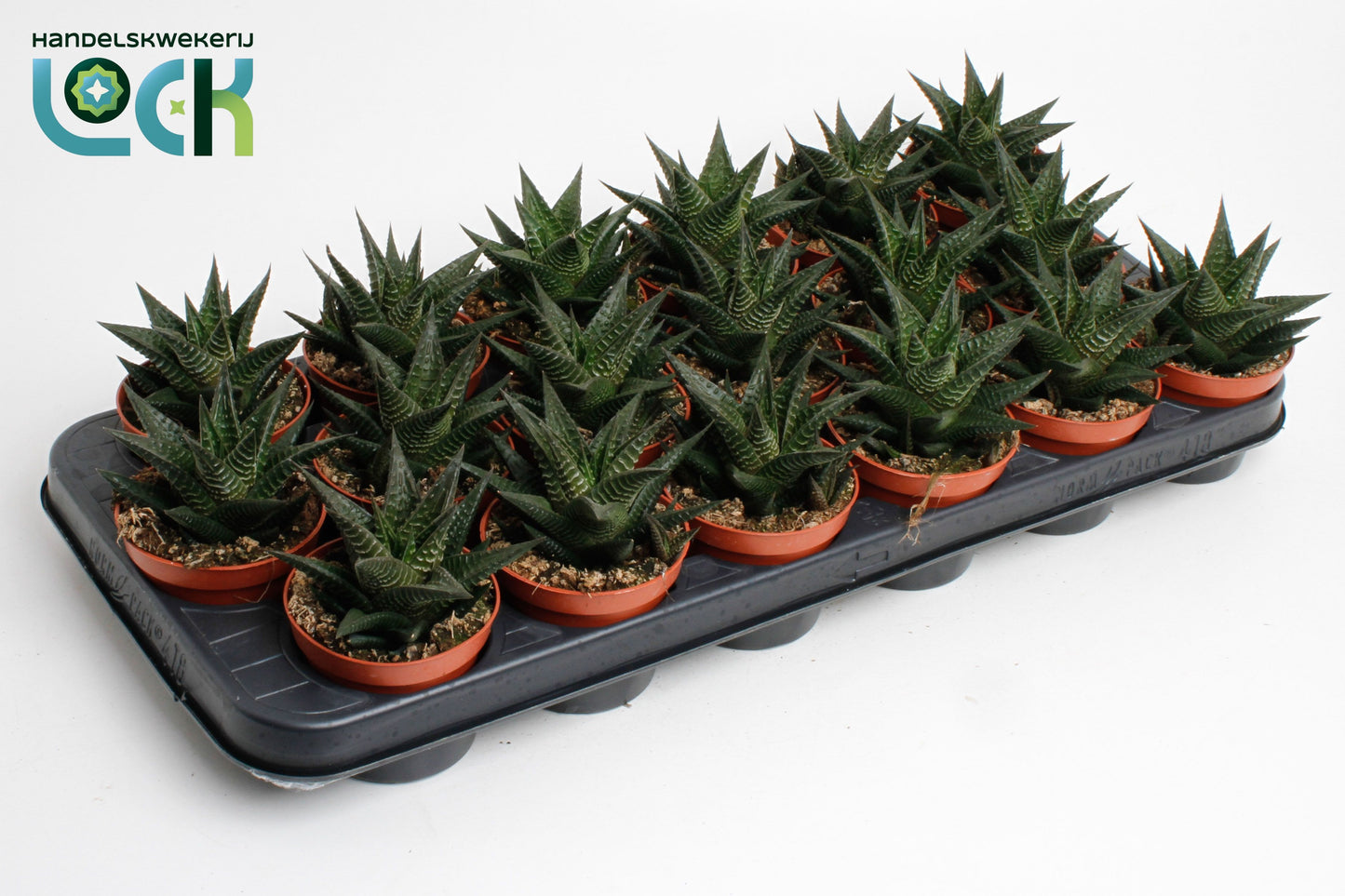 Haworthia limifolia 15cm Special Pot (508)