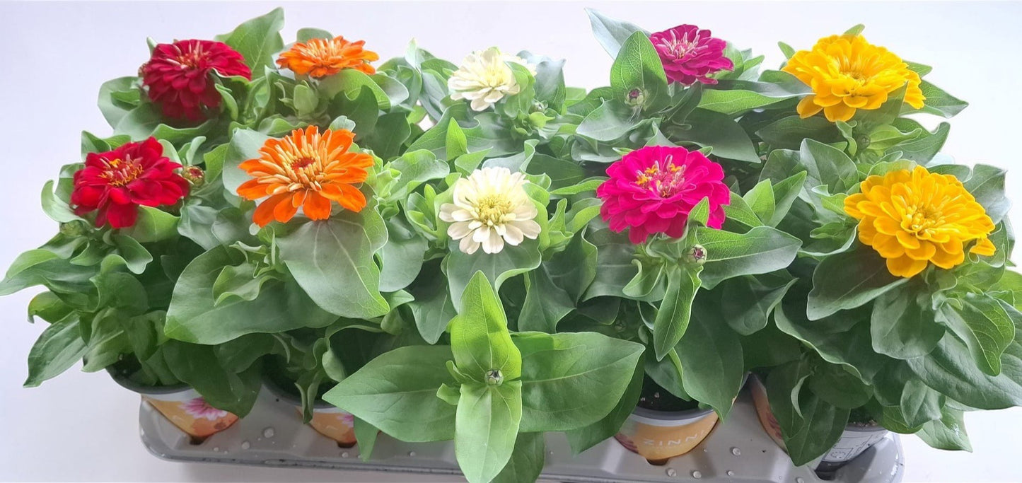 Zinnia mix 20cm 12cm Pot