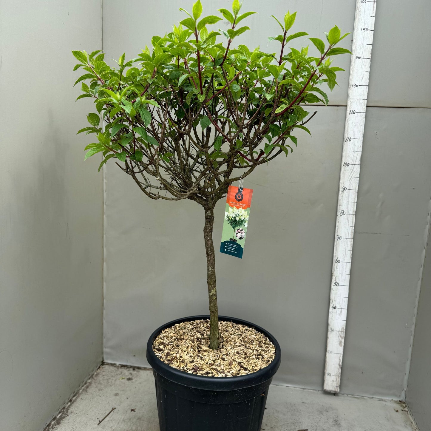 Hydrangea pan. Vanille-Frais 140cm 45cm Pot