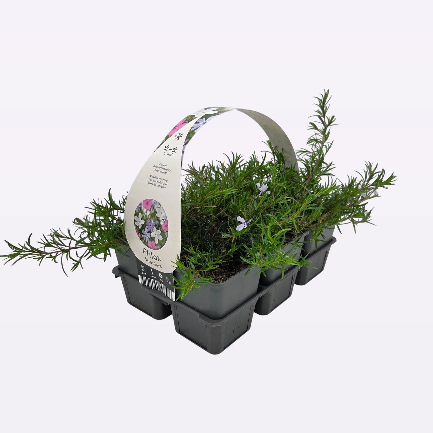 Phlox subulata 15cm 9cm Pot