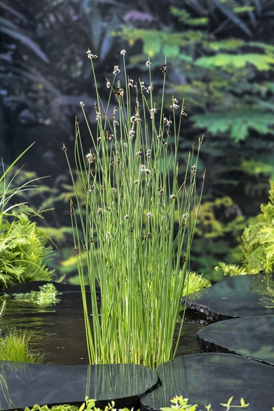 Schoenoplectus lacustris 20cm 9cm Pot