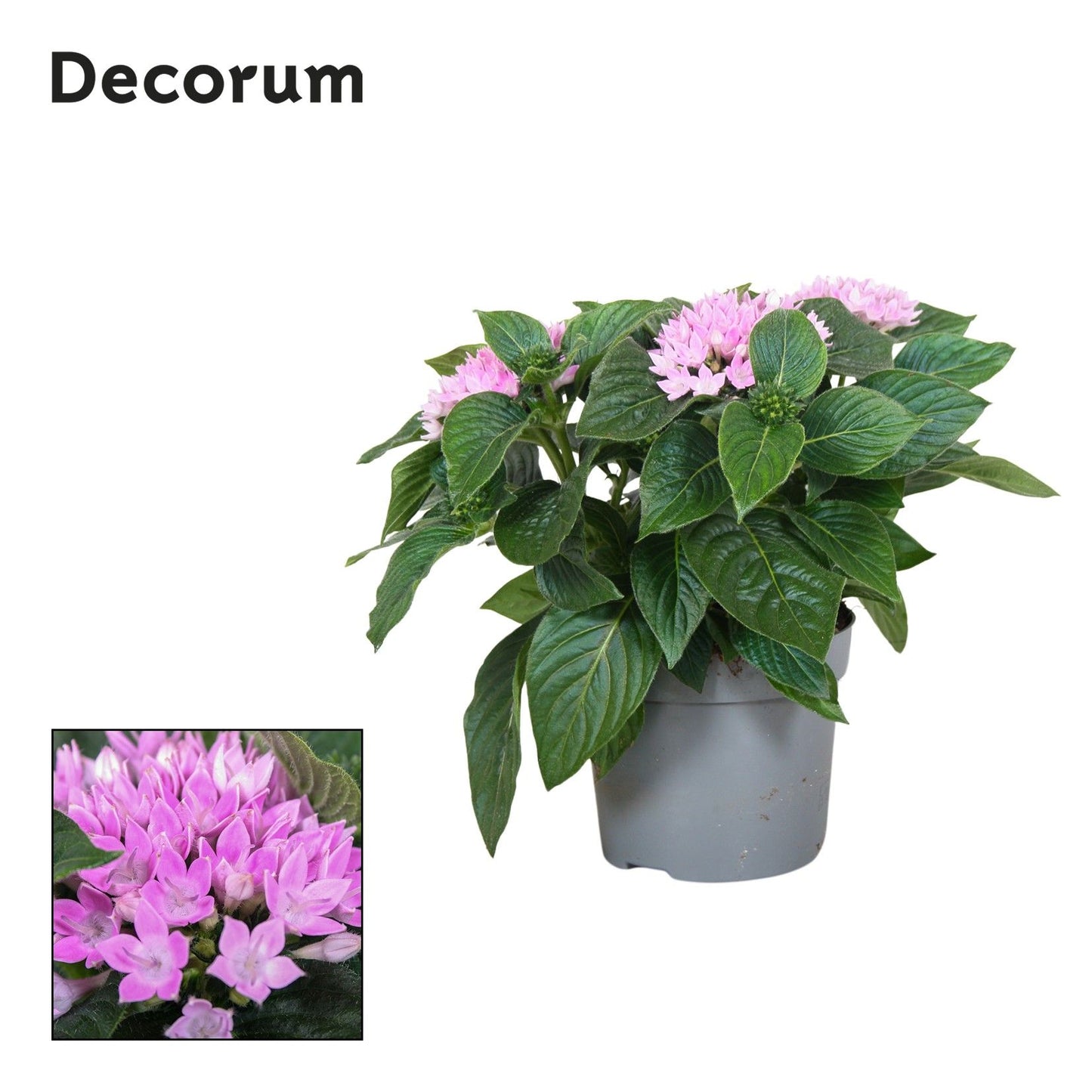 Pentas Starcluster Lavender 25cm 13cm Pot