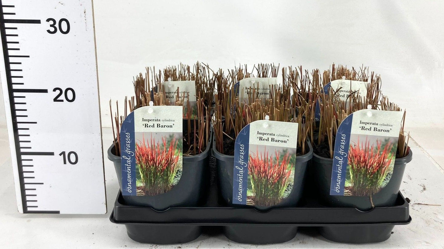 Imperata Red Baron 15cm 17cm Pot