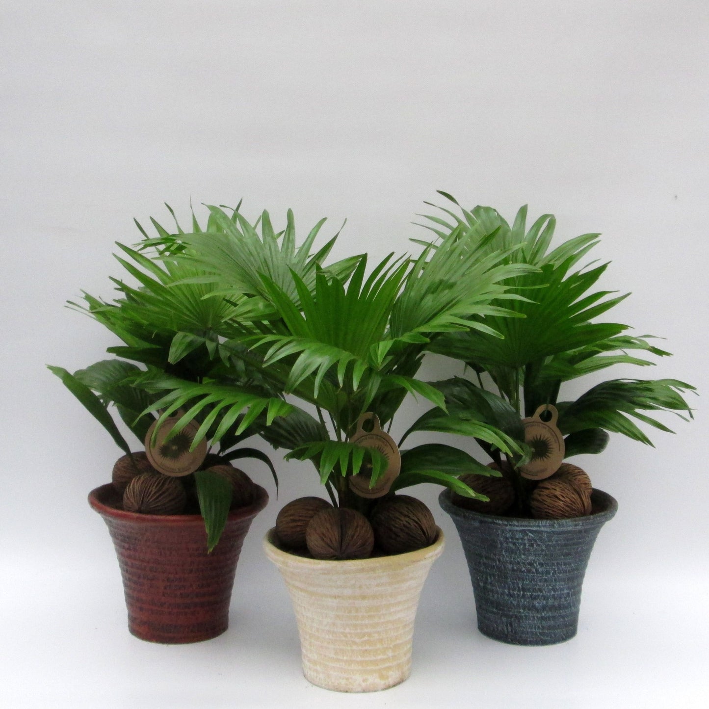 Livistona in stone pot 50cm 19cm Pot