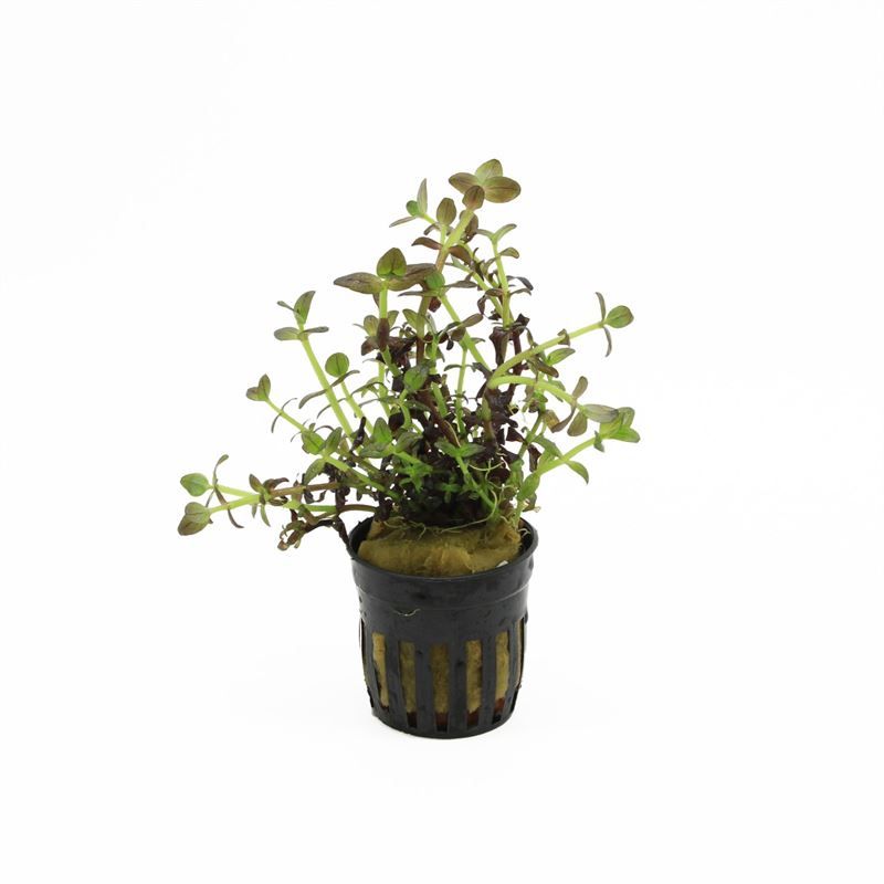 Bacopa caroliniana 10cm 5cm Pot
