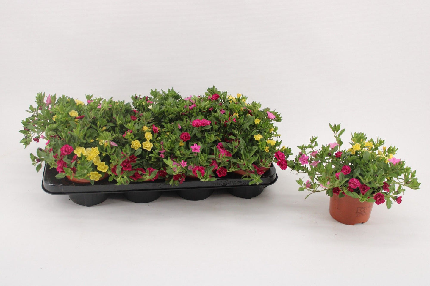 Calibrachoa Confetti Hawaiian Summer 17cm 13cm Pot