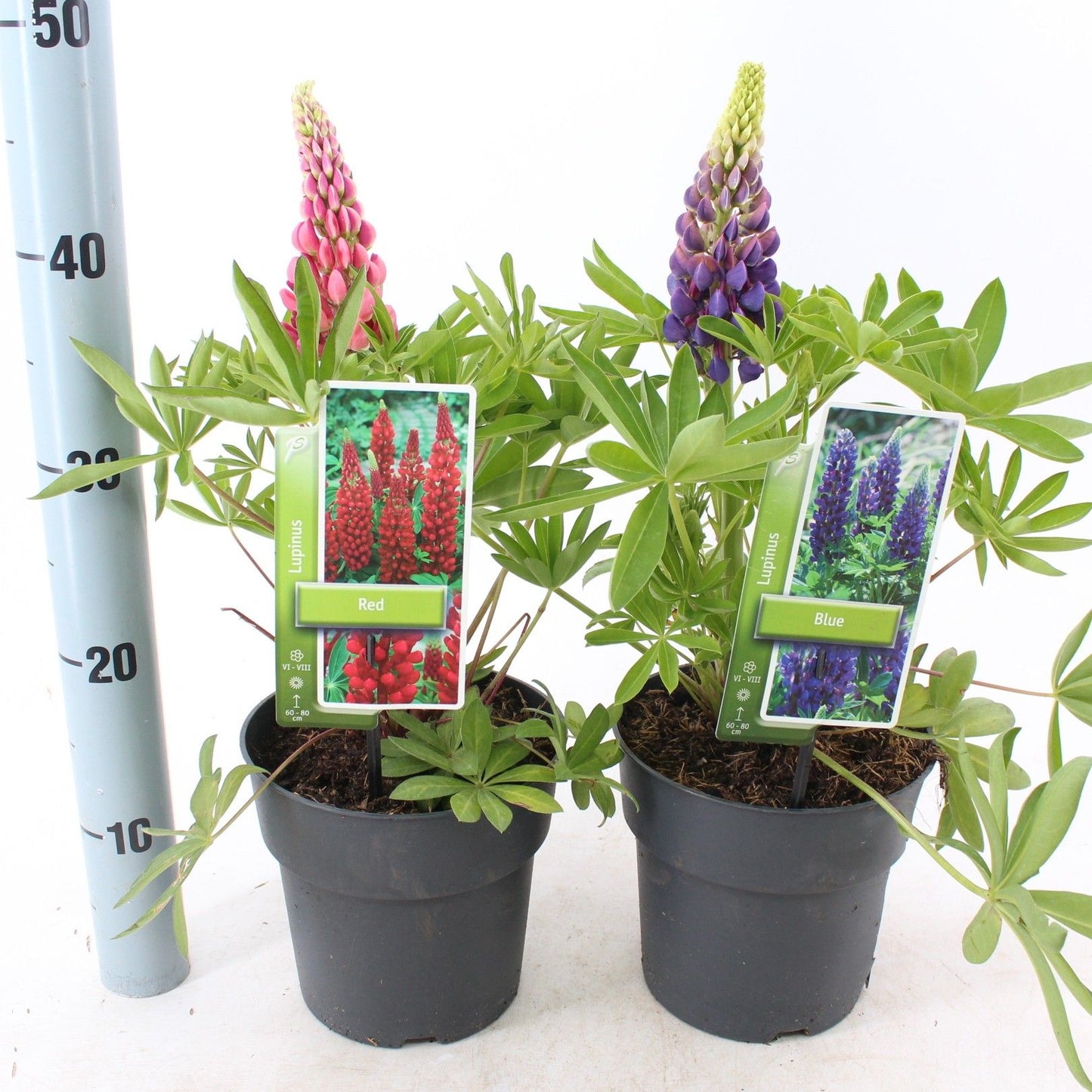Lupins mix 45cm 17cm Pot
