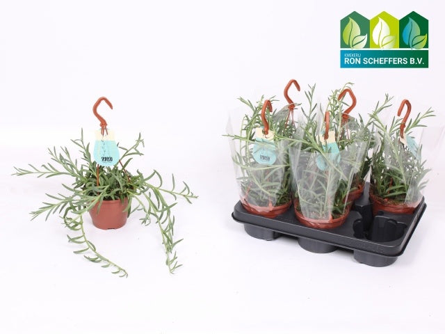 Senecio candidans 34cm 12cm Pot