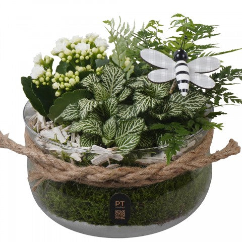 PTIG2628 Arrangementen kamerplanten 18cm 18cm Pot