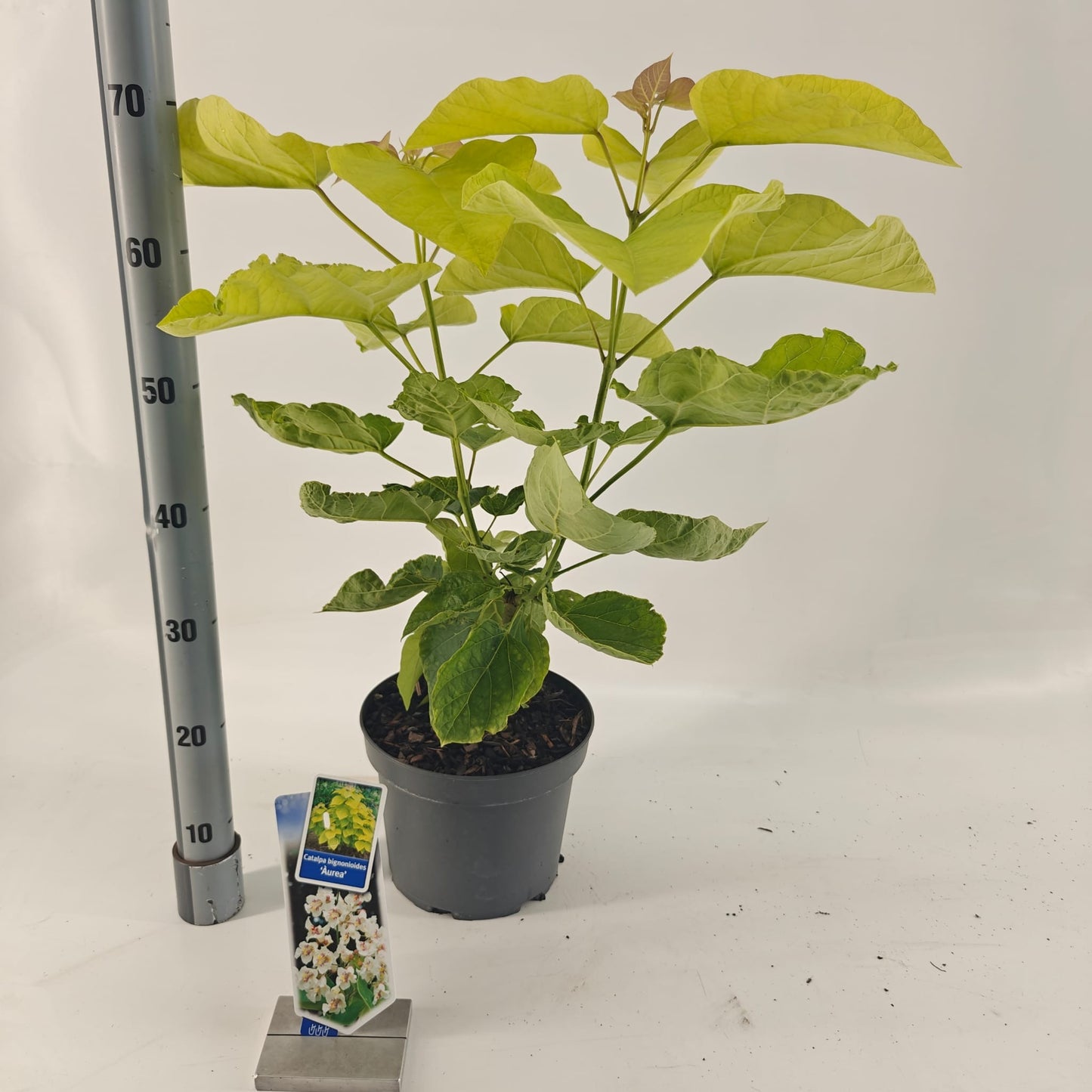 Catalpa big. Aurea 75cm 23cm Pot