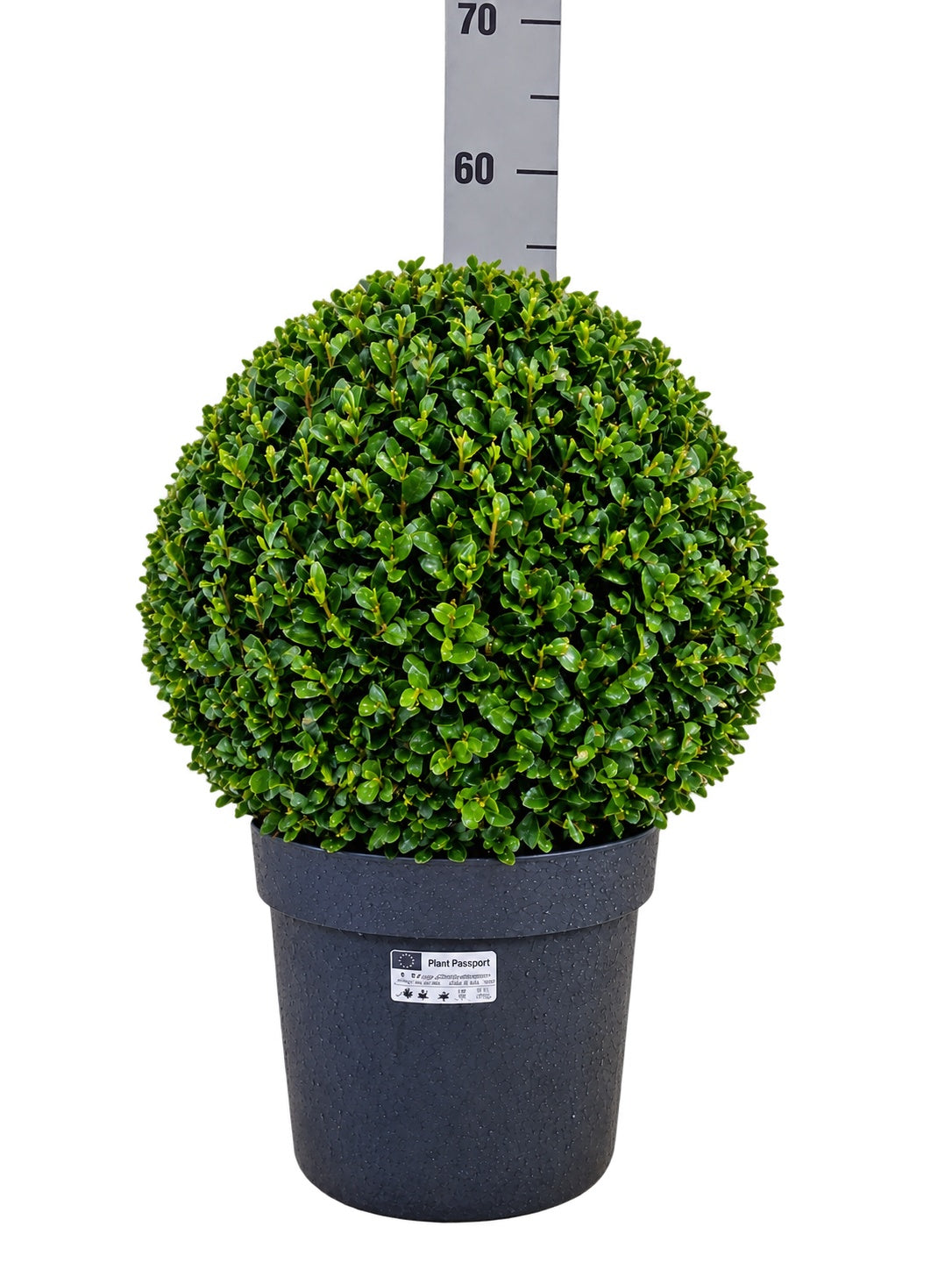 Buxus sempervirens ball 50cm 24cm Pot