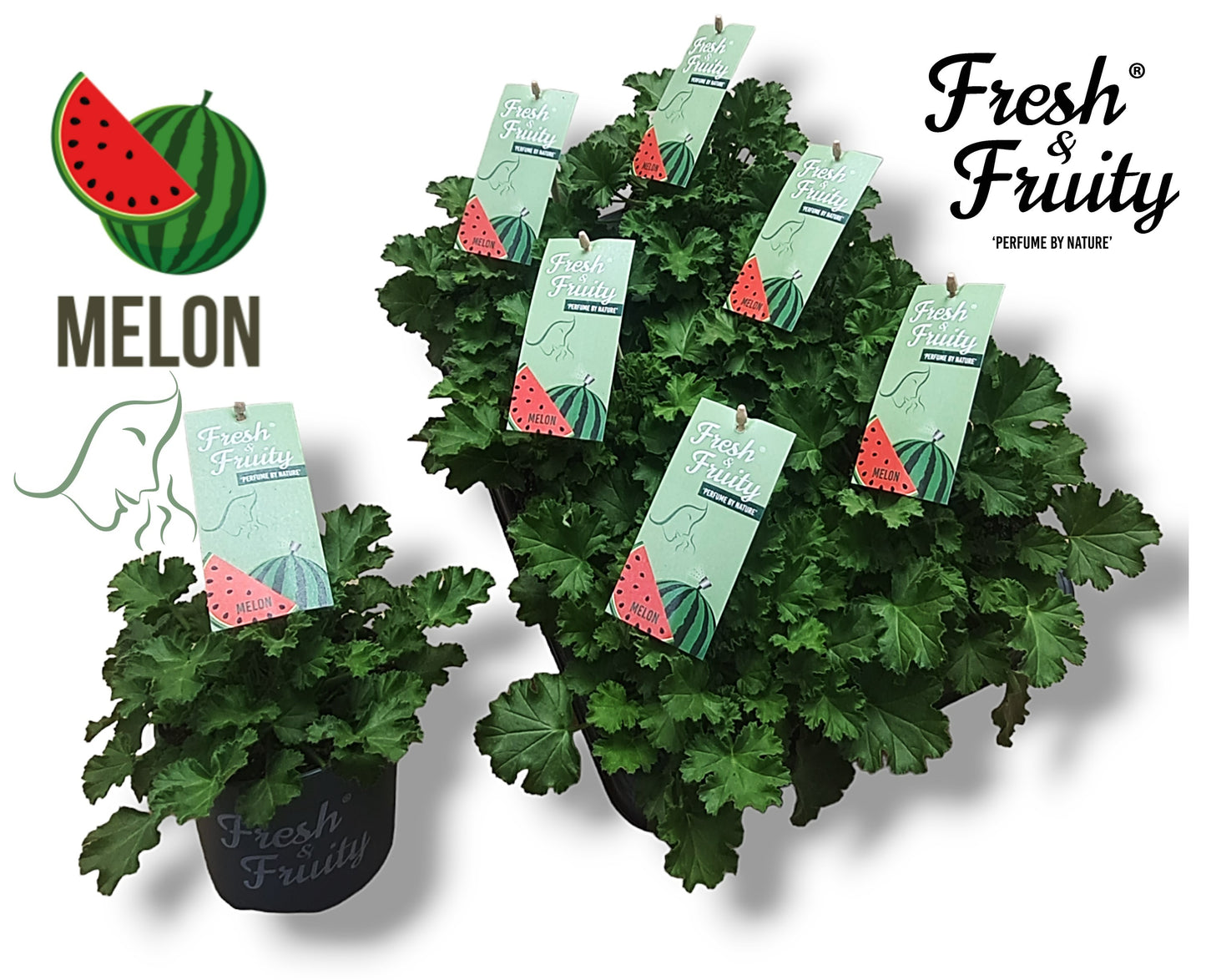 Pel. Fresh&Fruity Melon Fresh 20cm 12cm Pot