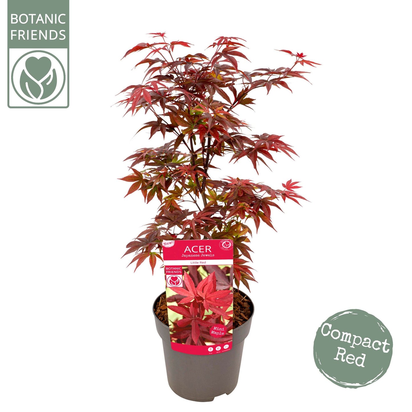 Acer Little Red 65cm 19cm Pot