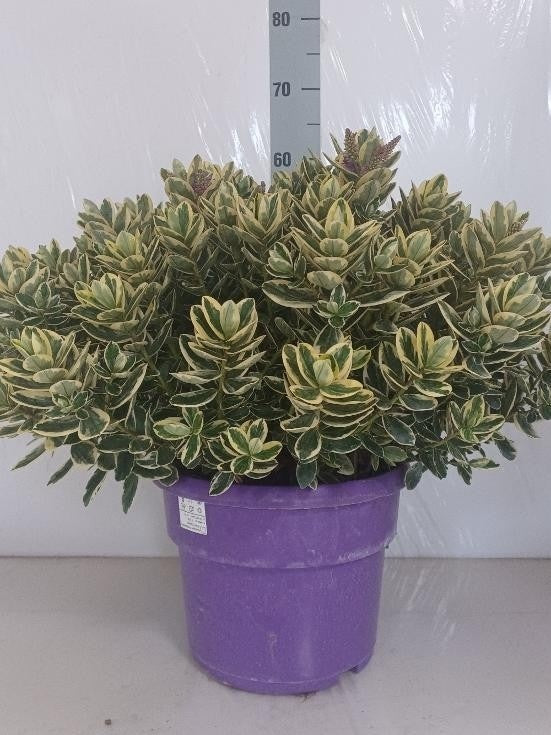 Hebe Variegata 50cm 29cm Pot
