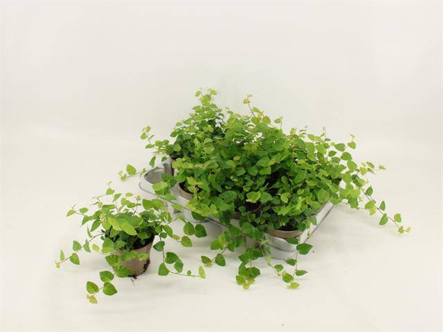 Amstelzicht BV Ficus pum. Green Sunny Pack of 12